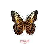 Parthenos sylvia brunnea (Seram)